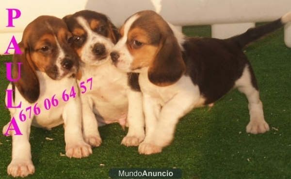 Beagle, cachorros increibles ¡pura raza!