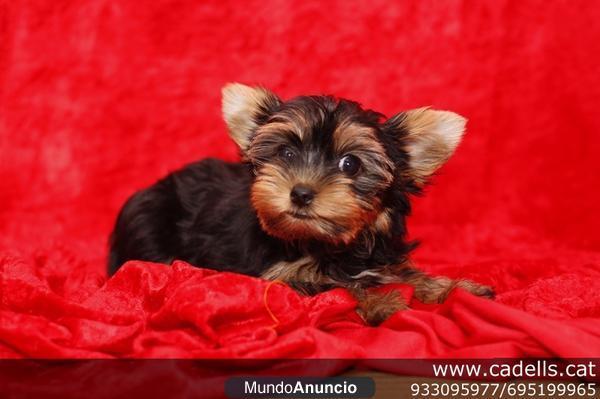 Cachorritos de Yorkshire Terrier juguetones y afectuosos, Barcelona