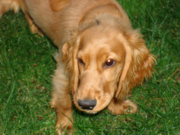 cocker spaniel