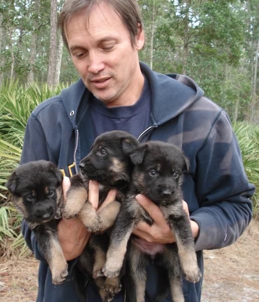 Pastores alemanes excelentes cachorros de 2 meses, 150 euros.