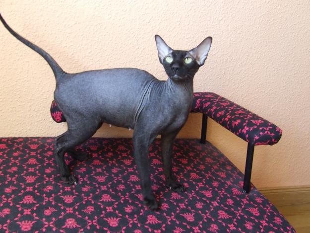 Peterbald sphynx hembra campeona WFC