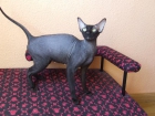 Peterbald sphynx hembra campeona WFC - mejor precio | unprecio.es