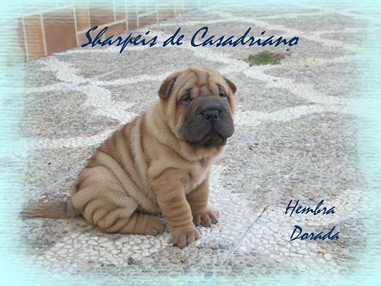 PRECIOSA CACHORRITA SHAR PEI DISPONIBLE - SHARPEIS CASADRIANO