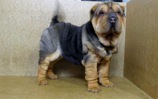 Shar Pei