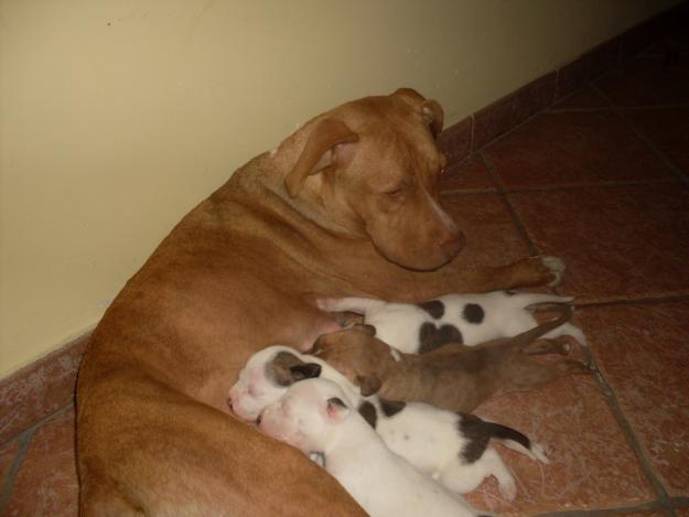 vendo cachorros pitbull