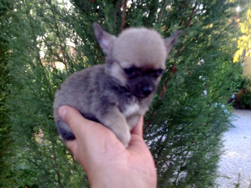 chihuahuas pequeñitos toy mini