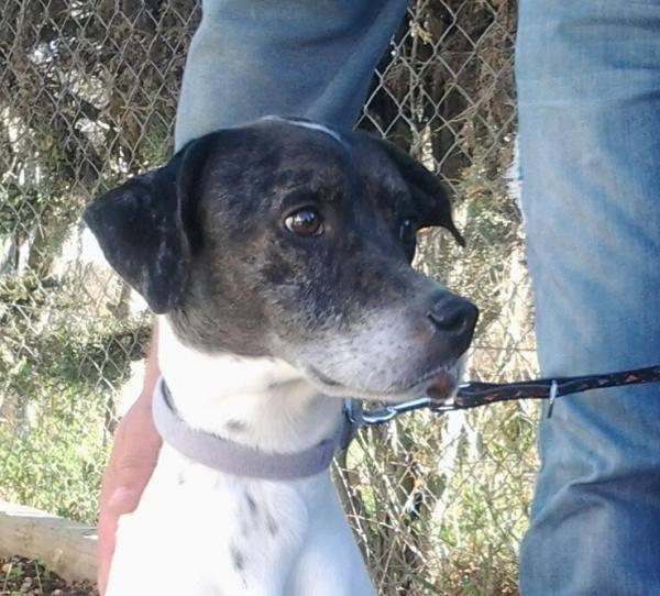 tom, precioso pointer en adopción!