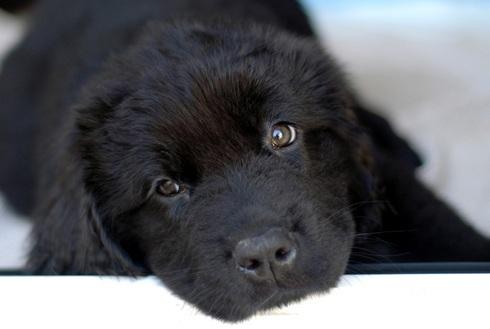 6 cachorritos terranova de cria particular