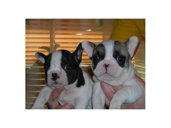 CACHORROS BULLDOG FRANCES EXCELENTES ECONOMICOS