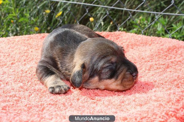 cachorros teckel standard de pelo duro