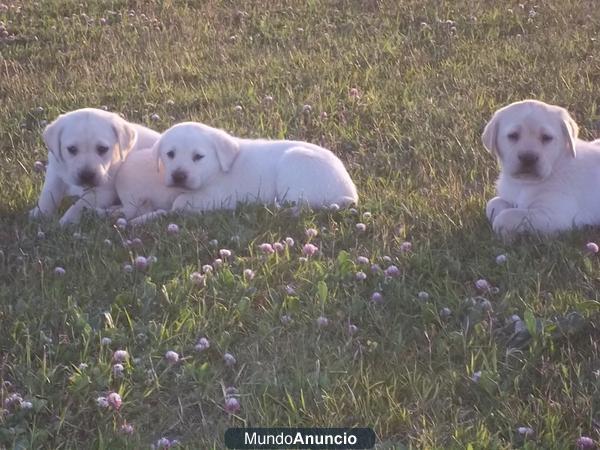 Encantadores cachorros de Labrador color arena