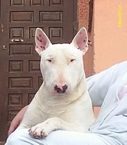 Macho BullTerrier para montas.Granada