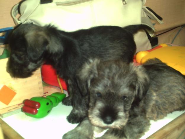 SCHNAUCER MINI SAL/PIMIENTA