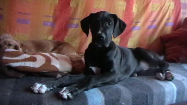 URGE!!! CACHORRO DOGO ALEMAN