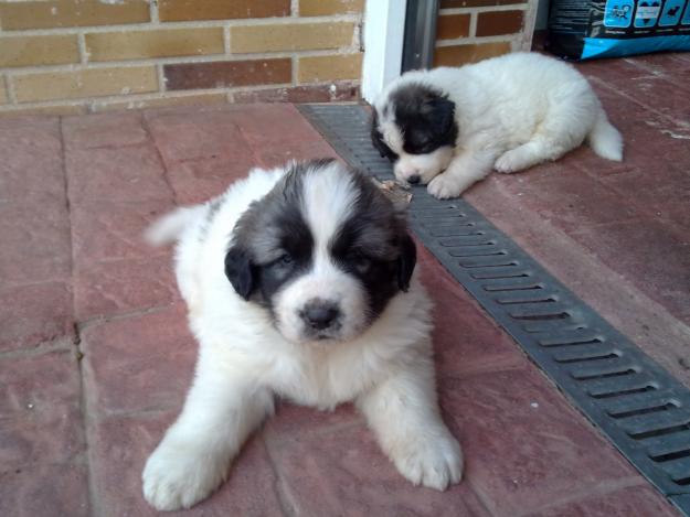 VENDO CACHORROS DE MASTÍN DE PIRINEOS CON PEDIGREE