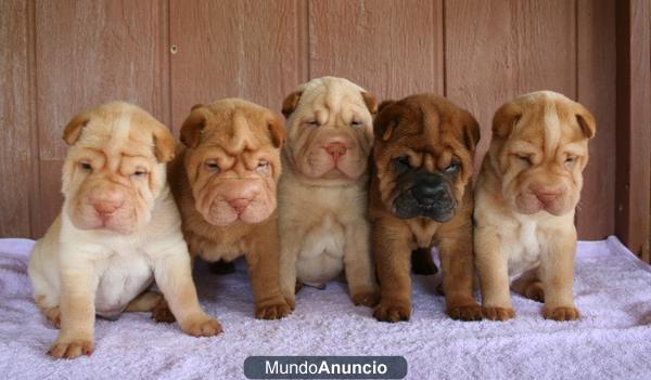 Vendo cachorros de todas las razas a buen precio