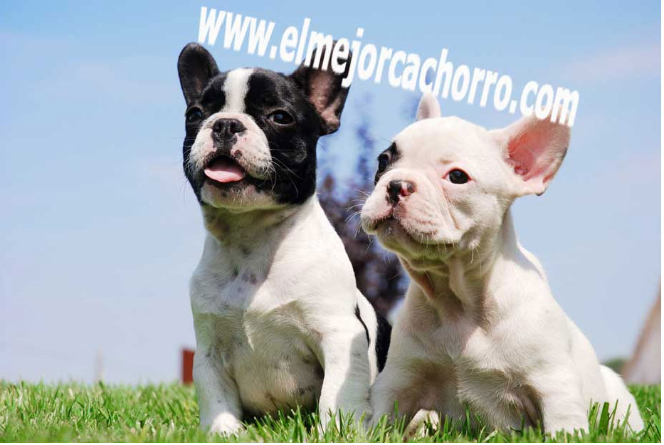 Bulldog Frances, cachorros increìbles