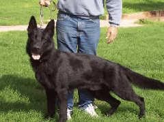 cachorros de pastor aleman con pedigri