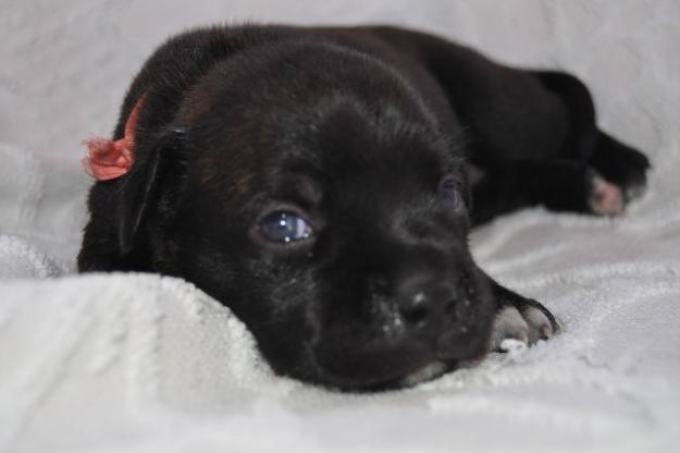 Cachorros de STAFFORDSHIRE BULL TERRIER