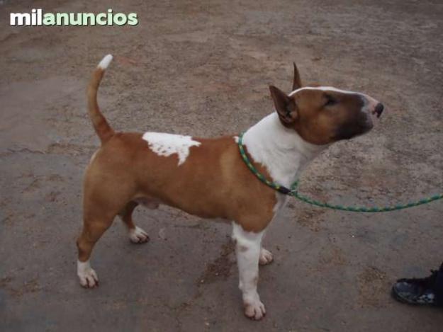 camada bull terrier