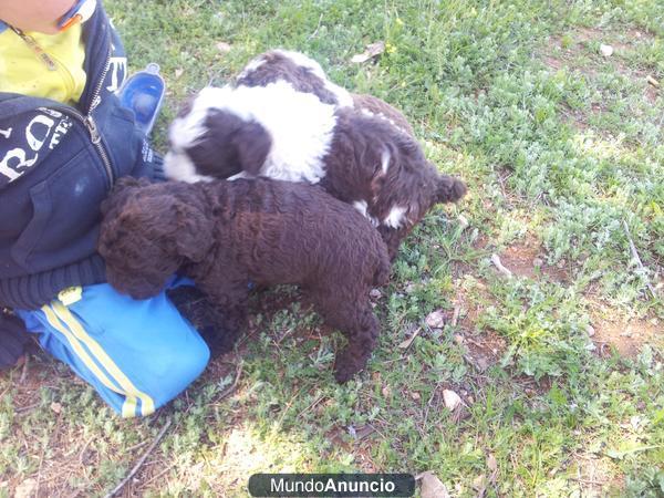 Perros de agua criados en casa a buen precio y diferentes colores