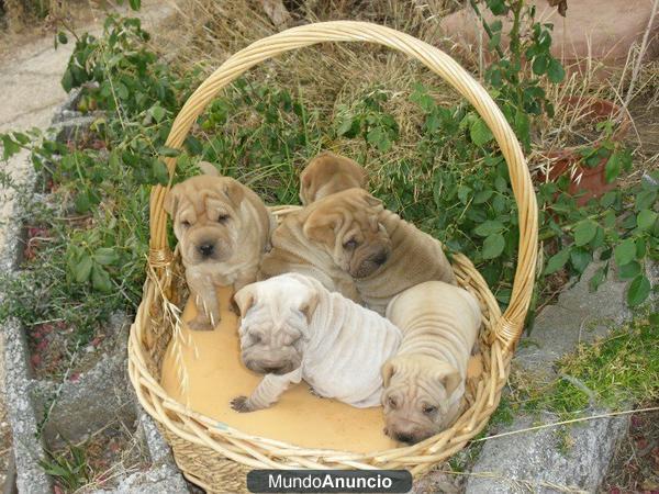 Shar Pei - Cahorros muy arrugados