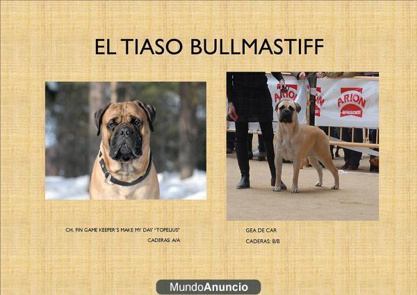 UNICA Y EXCLUSIVA CAMADA DE BULLMASTIFF