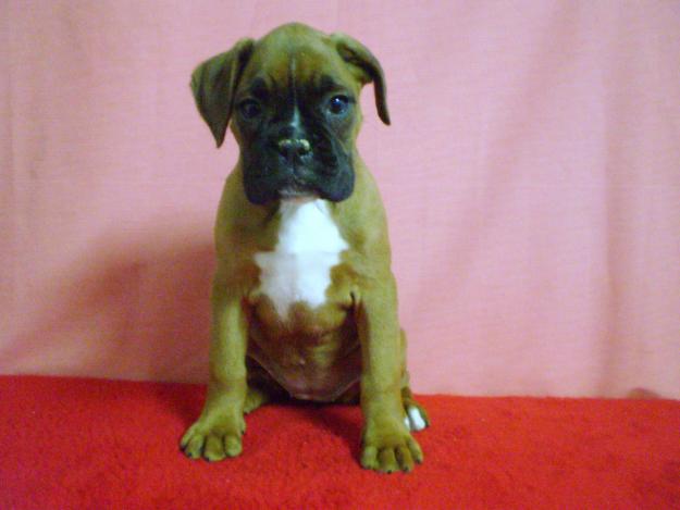 BOXER CACHORROS DORADITOS MUY BONITOS