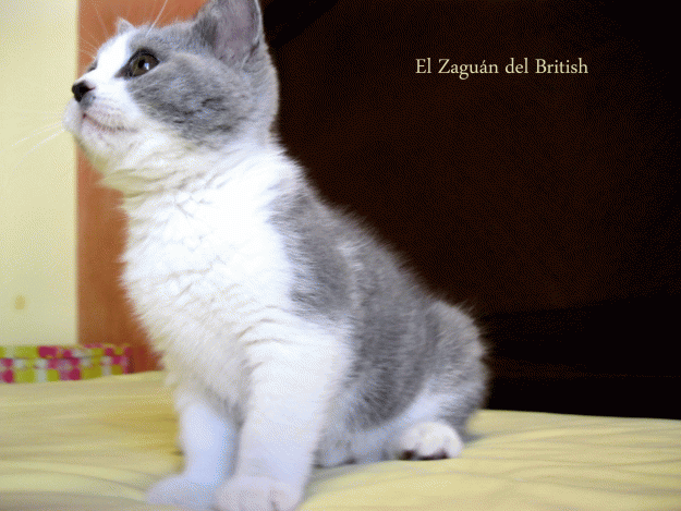 British Shorthair y Longhair