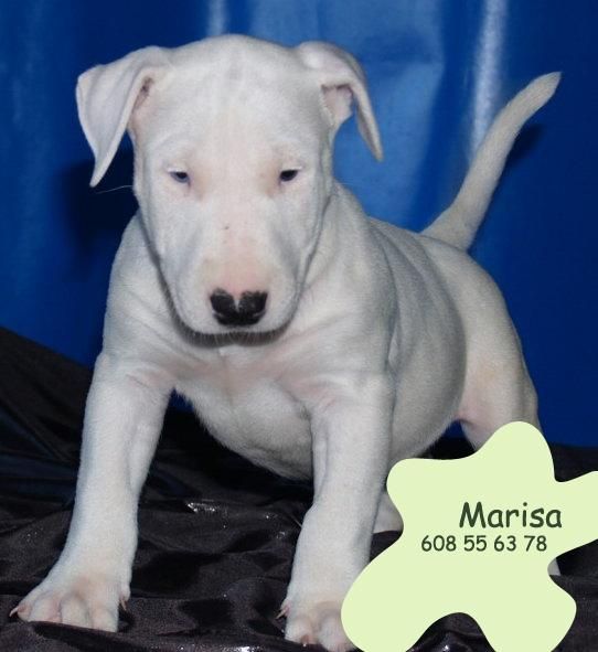 Bullterrier,cachorros de dos meses