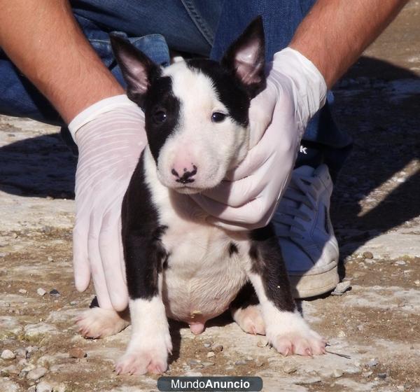 CACHORROS BULL TERRIER 400 €