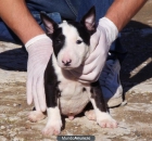 CACHORROS BULL TERRIER 400 € - mejor precio | unprecio.es