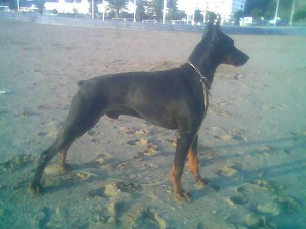 Cachorros dobermann