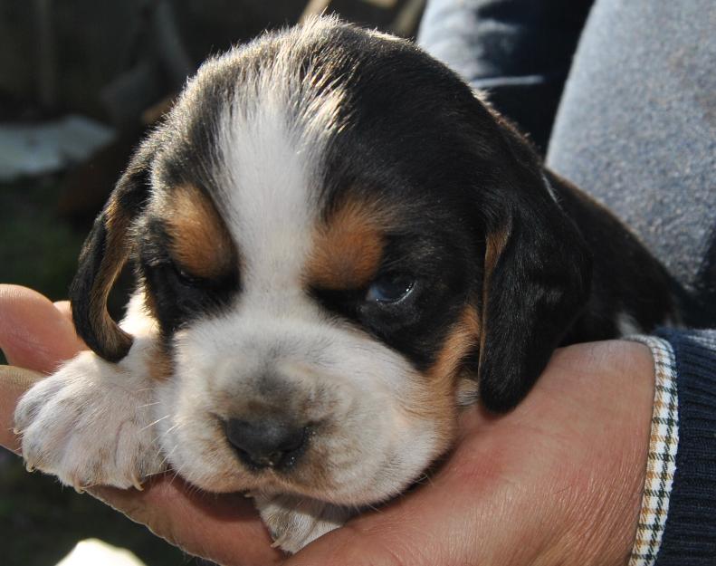 camada de beagles