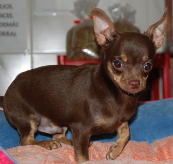 Chihuahua con pedigree oferta 450