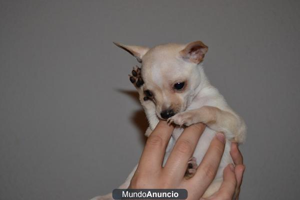 COMPRA ULTIMA CACHORRITA CHIHUAHUA TOY