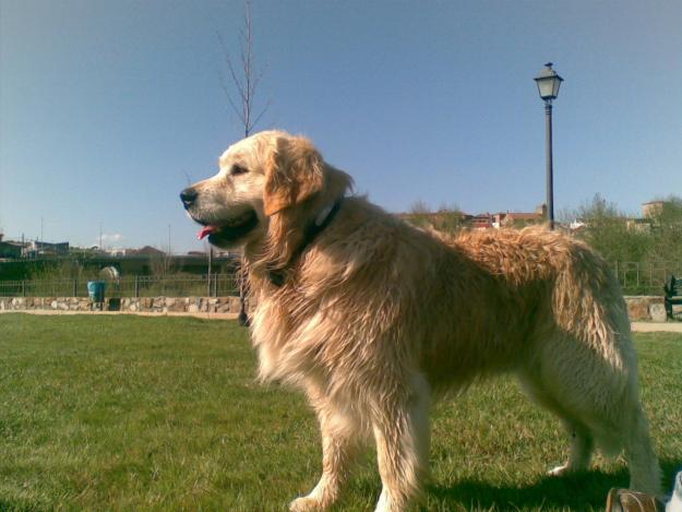 goldens retrievers puros 250€