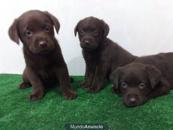 labrador chocolate