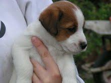 Mujer jack russell cachorro