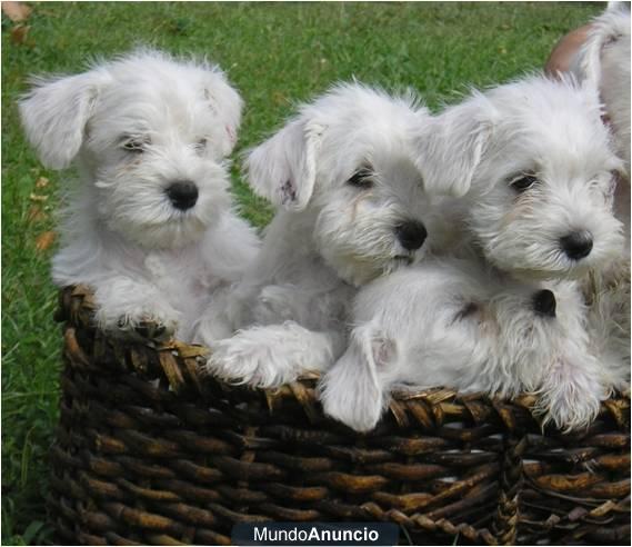 Schnauzer Mini Blanco