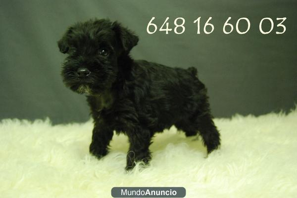 Schnauzer miniatura, color negro, ven a verlos¡