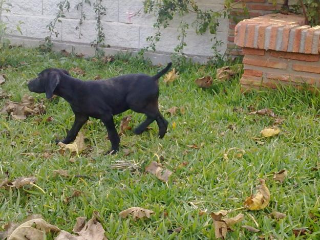 Venta de cachorros de braco alemán