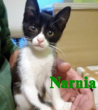 Narnia, gatita bebé que busca una familia