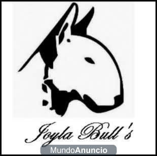 Bullterriers de Joylabull's