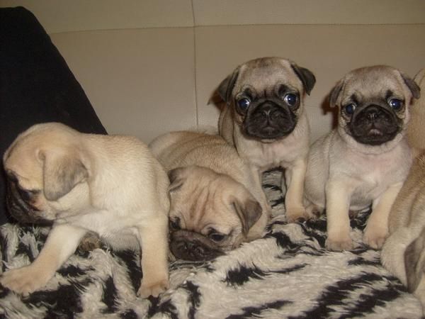 CACHORROS DE CARLINO, MUY CHATITOS