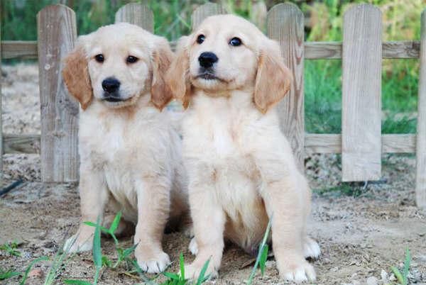 Cachorros de Golden ¡5 años de garantia!