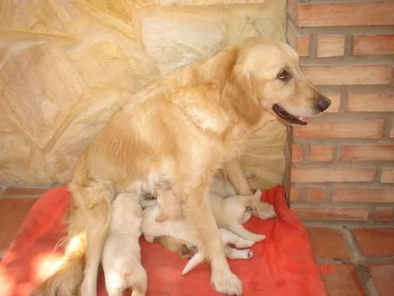 cachorros de golden retriever 150euros