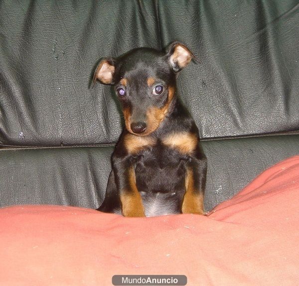 CACHORROS DE PINSCHER MINIATURA 490