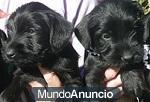 Camada Schnauzer Mediano Negro