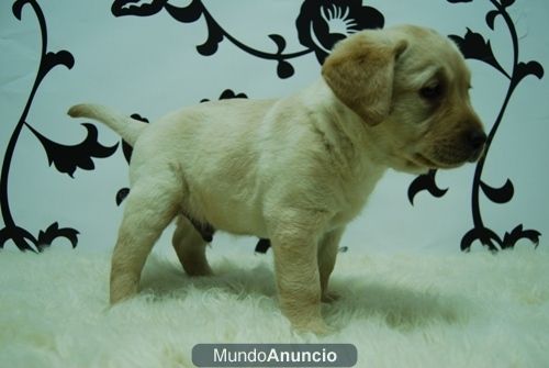 Labradores Camadas ( Machos y Hembras ) Disponibles